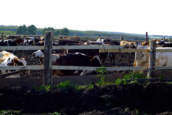 Piccola Fattoria Con Mucche Estate — Foto Stock