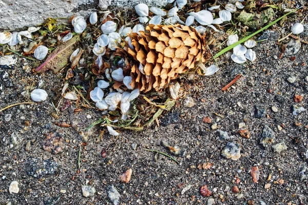 Fir Cone Lies Asphalt Summer — Stock Photo, Image