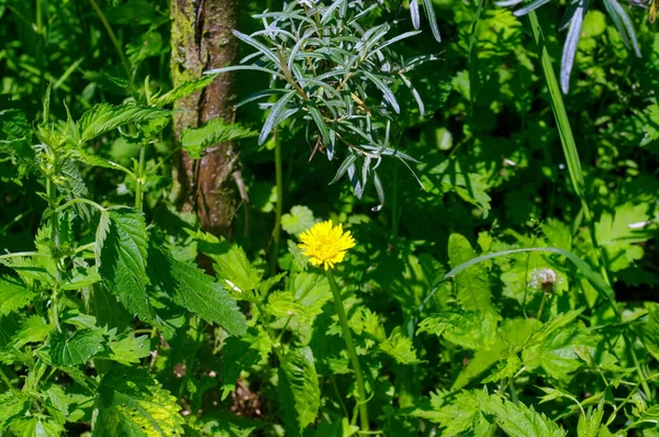 Yellow Dandelion Flower Grass Summer — Stock Photo, Image