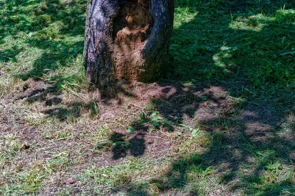 Yazın Bahçedeki Eski Bir Elma Ağacının Gövdesi — Stok fotoğraf
