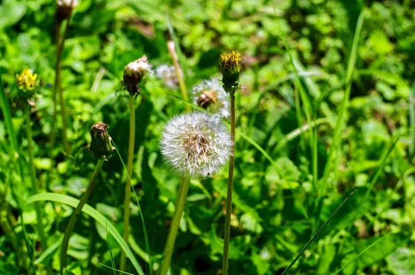 Цветок Одуванчика Фоне Зеленой Травы Летом — стоковое фото