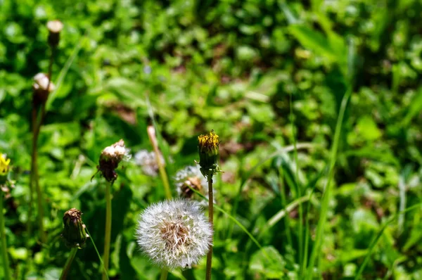 緑の草を背景に夏にタンポポの花を咲かせ — ストック写真