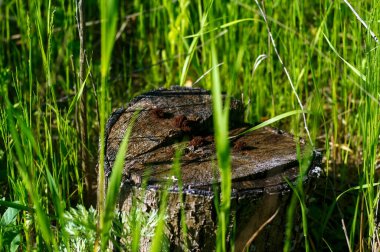 a small stump in the tall grass, in summer