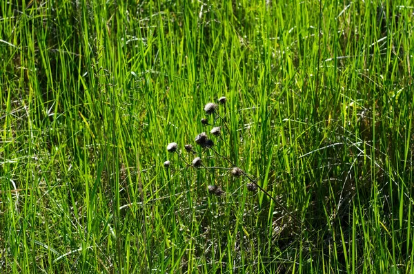 Small Wild Flowers Field Summer — ストック写真