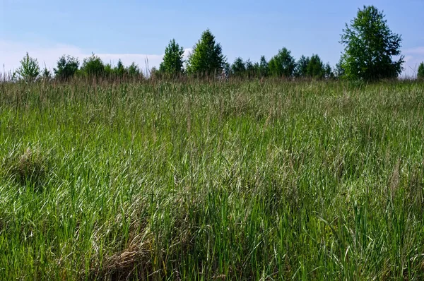 Small Wild Flowers Field Summer — Stock Photo, Image