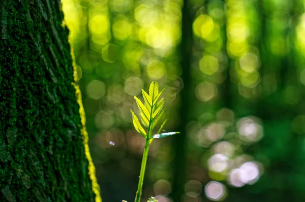 Branch Young Leaves Forest Summer — Stok fotoğraf