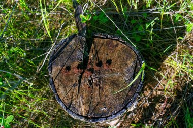 a small stump in the tall grass, in summer