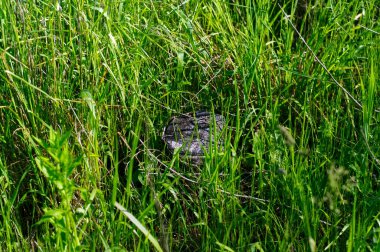 a small stump in the tall grass, in summer