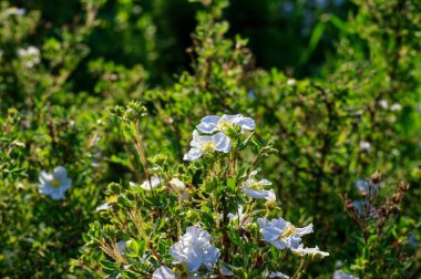 wild rose flowers in the garden, in summer