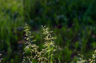 Yazın bahçedeki uzun yabani otlar.