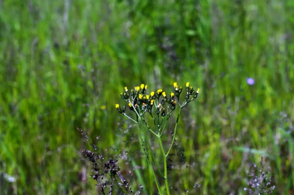Pequenas Flores Amarelas Grama Selvagem Campo Verão — Fotografia de Stock