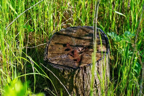 Small Stump Tall Grass Summer — Stok fotoğraf