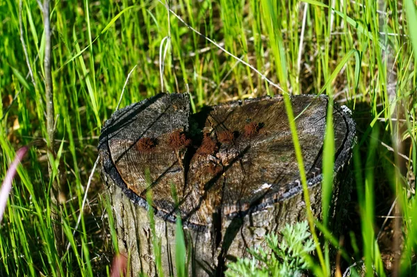 Small Stump Tall Grass Summer — Stok fotoğraf