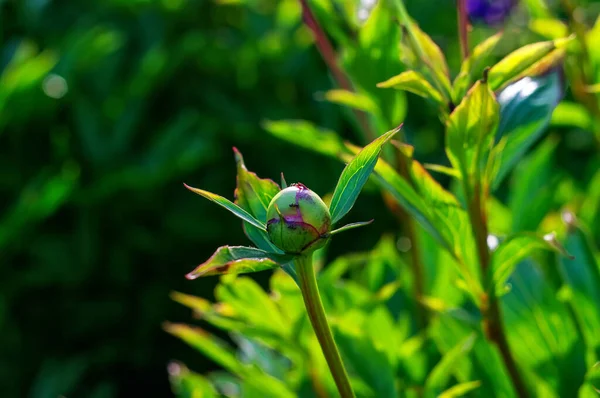 Ungeöffnete Pfingstrosenknospe Garten Sommer — Stockfoto