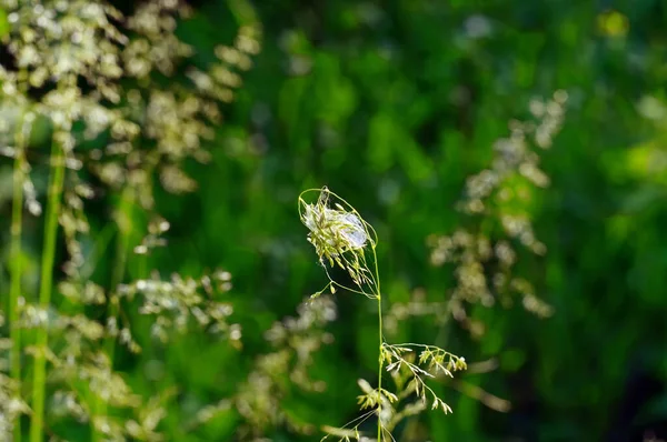 Сгусток Паутины Вершине Травы Летом — стоковое фото