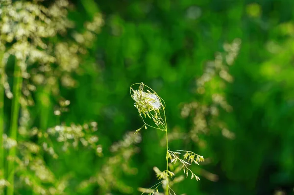 Une Touffe Toiles Araignée Sur Dessus Herbe Été — Photo