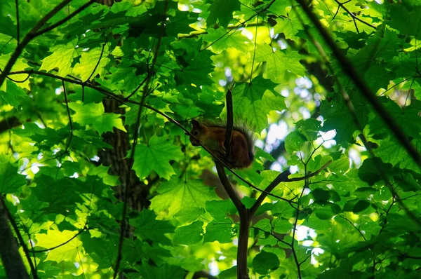 Ένας Σκίουρος Κάθεται Ένα Κλαδί Βελανιδιάς Καλοκαίρι — Φωτογραφία Αρχείου