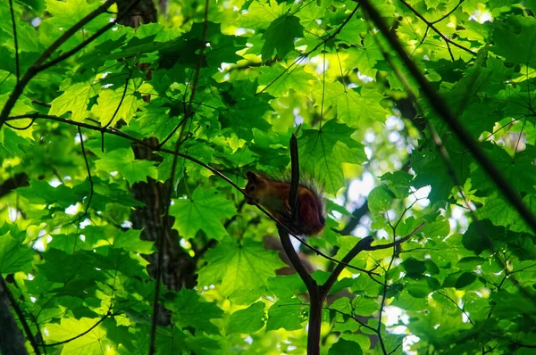 Ein Eichhörnchen Sitzt Auf Einem Eichenzweig Sommer — Stockfoto