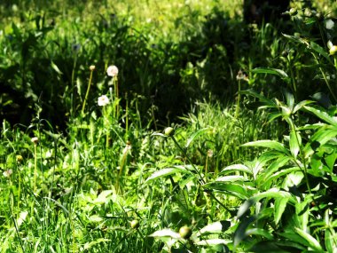 Bahçede açılmamış şakayık tomurcuğu, yazın
