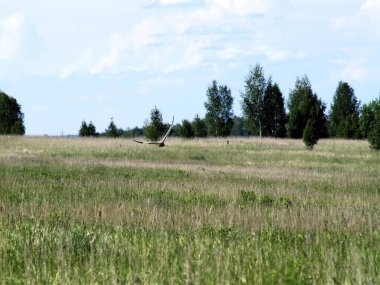 Yırtıcı bir kuş yazın bir tarlanın üzerinde avlanır.