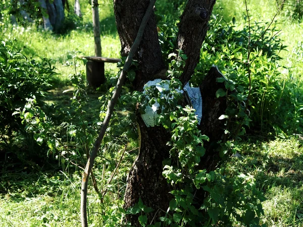 夏の庭にある古いリンゴの木の切り株 — ストック写真