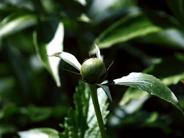 Botão Peônia Não Aberto Jardim Verão — Fotografia de Stock