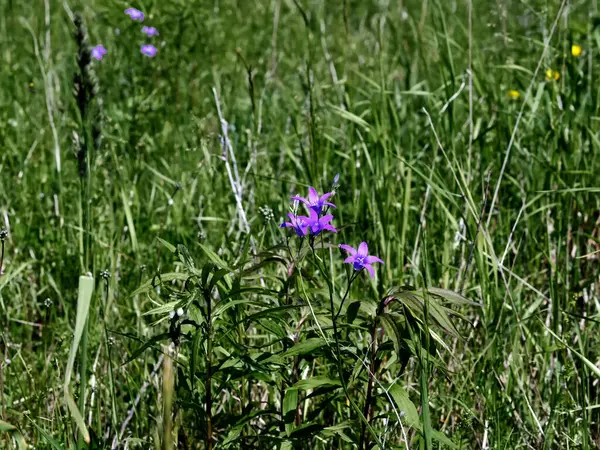 Pequenas Flores Azuis Entre Grama Campo Verão — Fotografia de Stock
