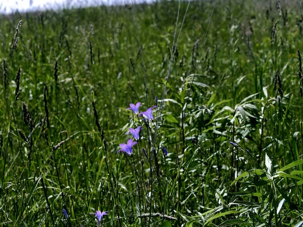 Pequenas Flores Azuis Entre Grama Campo Verão — Fotografia de Stock