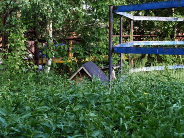 Yazın genç ağaçlarla kaplanmış bir açıklık.