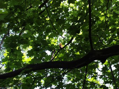 Bir sincap yazın meşe dalına oturur.