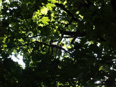 Bir sincap yazın meşe dalına oturur.