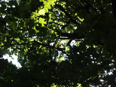 Bir sincap yazın meşe dalına oturur.