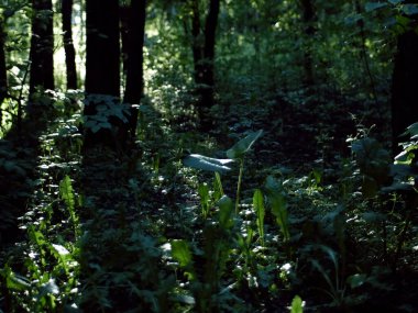Yazın ağaçların arasında parlak güneş ışığı.