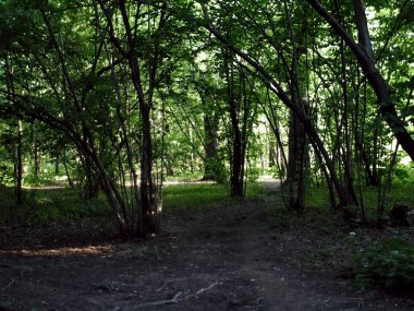 Açık bir günde ağaçların arasında bir patika.