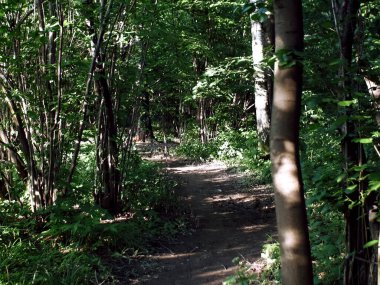 Açık bir günde ağaçların arasında bir patika.