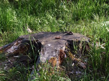 Yazın, ormandaki bir açıklıkta yaşlı bir ağaç kütüğü.