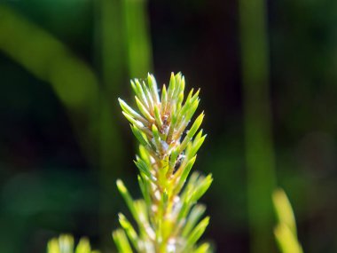 Yazın ladin dalının ucu, makro.