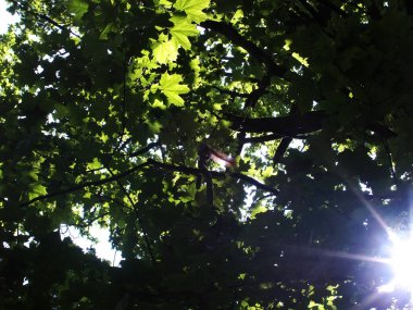 Bir sincap yazın meşe dalına oturur.