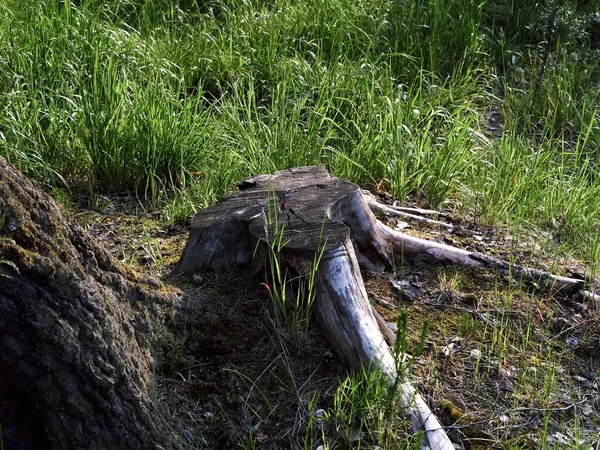 Gammal Stubbe Glänta Skogen Sommaren — Stockfoto