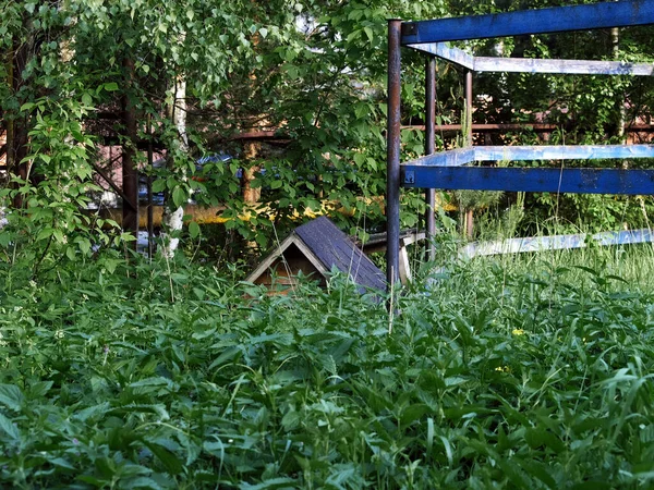 Une Clairière Envahie Jeunes Arbres Été — Photo