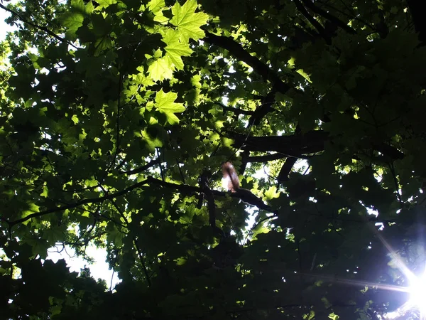 Bir sincap yazın meşe dalına oturur.