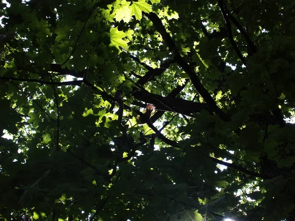 Écureuil Est Assis Sur Une Branche Chêne Été — Photo