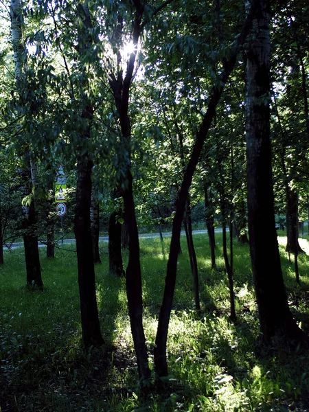 Gepflasterter Weg Park Einem Klaren Sommertag — Stockfoto