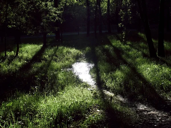 Bright Sunlight Trees Summer — Stock Photo, Image