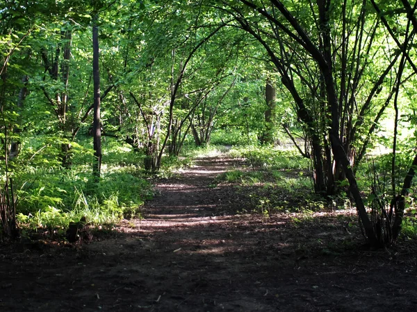 Path Trees Clear Day — Stock Photo, Image