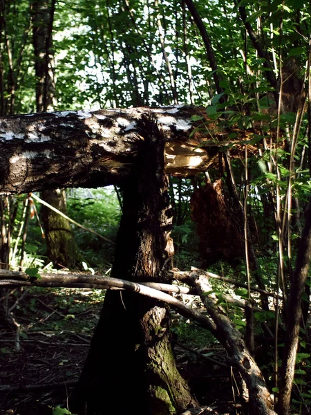 Broken Tree Middle Forest Summer — Stock Photo, Image