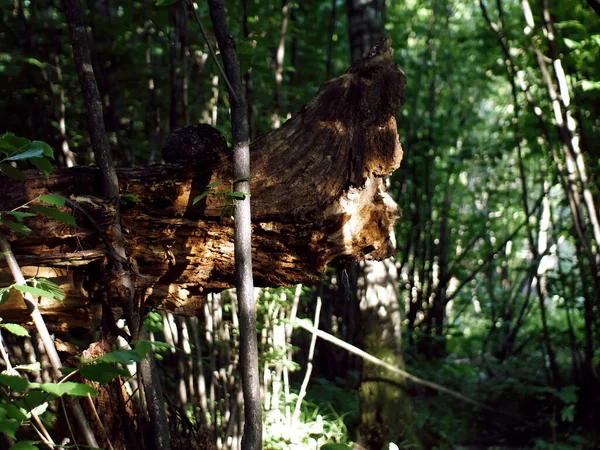 Ein Umgestürzter Baum Mitten Wald Sommer — Stockfoto