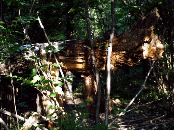 Ein Umgestürzter Baum Mitten Wald Sommer — Stockfoto