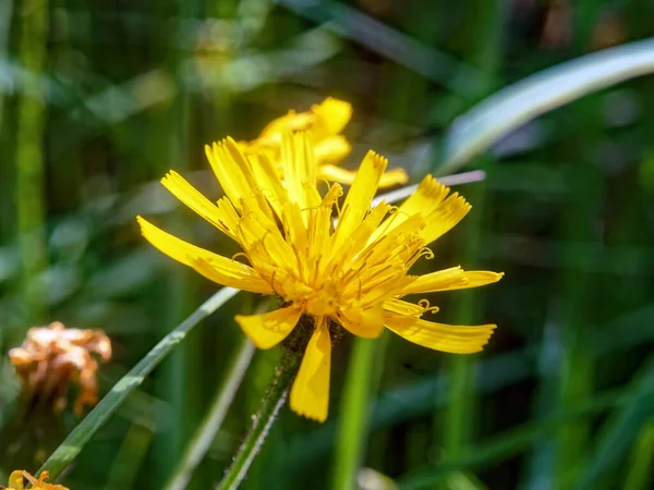 Petites Fleurs Jaunes Dans Champ Macro — Photo