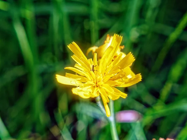 Μικρά Κίτρινα Άνθη Στον Αγρό Μακροεντολή — Φωτογραφία Αρχείου